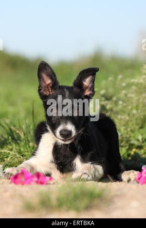 Chiot Border Collie Banque D'Images
