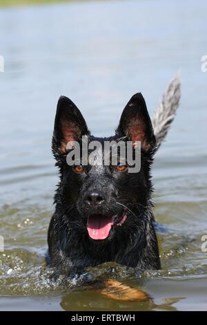 Chien de bétail australien de baignade Banque D'Images