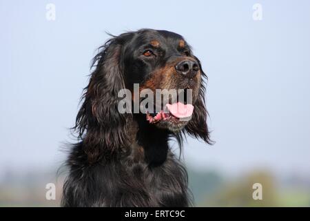 Setter Gordon Portrait Banque D'Images