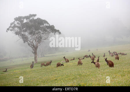 Kangourous. Deep Creek Conservation Park, Flerieu Péninsule, Australie du Sud. Banque D'Images
