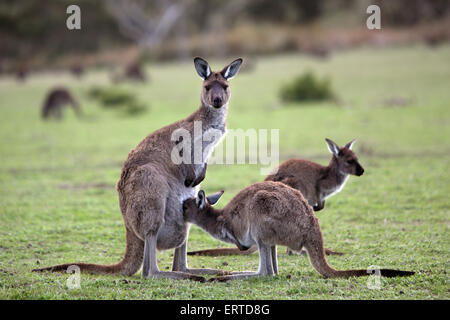 Kangourous. Deep Creek Conservation Park, Flerieu Péninsule, Australie du Sud. Banque D'Images