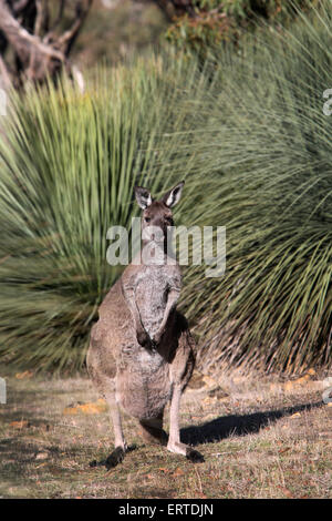 Kangourou. Deep Creek Conservation Park, Flerieu Péninsule, Australie du Sud. Banque D'Images
