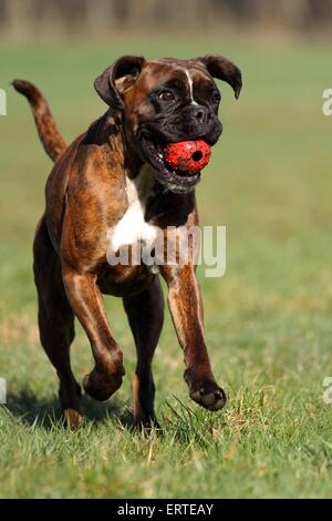 Jouer Boxer allemand Banque D'Images