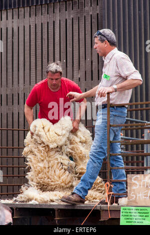 Démonstration de la tonte des moutons à Cheriton Milieu ferme sur exploitation agricole ouvert le dimanche. Cheriton, Hampshire, Angleterre, Royaume-Uni. Banque D'Images