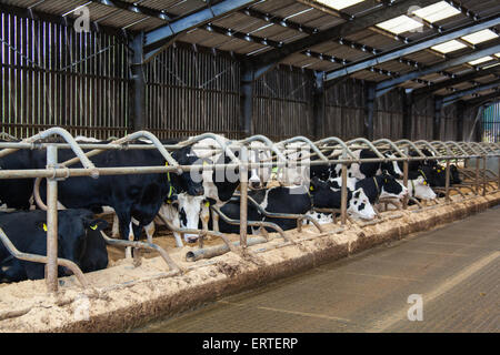 Les vaches laitières dans un intense système grange intérieure.Cheriton Milieu ferme, Cheriton, Hampshire, Angleterre, Royaume-Uni. Banque D'Images