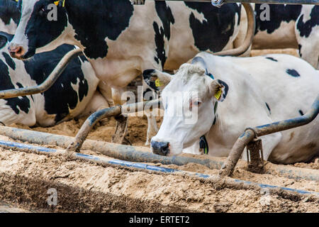 Les vaches laitières dans un intense système grange intérieure.Cheriton Milieu ferme, Cheriton, Hampshire, Angleterre, Royaume-Uni. Banque D'Images