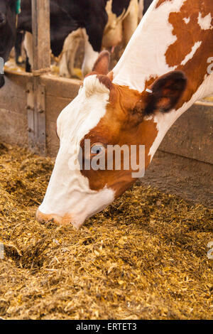 Les vaches laitières dans un intense système grange intérieure.Cheriton Milieu ferme, Cheriton, Hampshire, Angleterre, Royaume-Uni. Banque D'Images