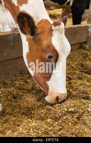 Les vaches laitières dans un intense système grange intérieure.Cheriton Milieu ferme, Cheriton, Hampshire, Angleterre, Royaume-Uni. Banque D'Images