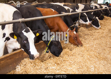 Les vaches laitières dans un intense système grange intérieure.Cheriton Milieu ferme, Cheriton, Hampshire, Angleterre, Royaume-Uni. Banque D'Images