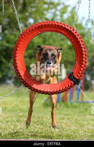 Malinois à l'agilité Banque D'Images