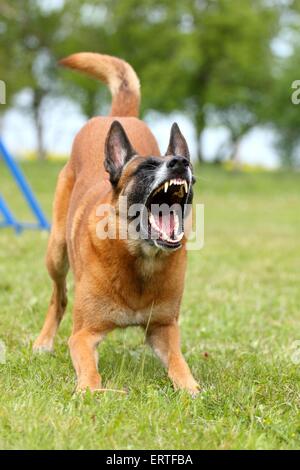 Barking Malinois Banque D'Images