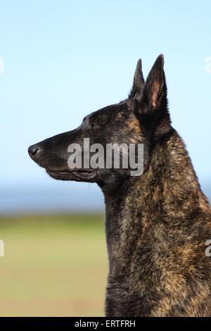 Hollandse Herdershond Portrait Banque D'Images