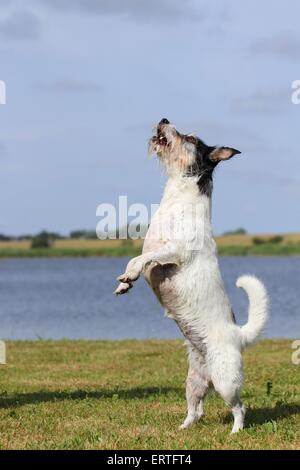 Jack Russell Terrier montre trick Banque D'Images