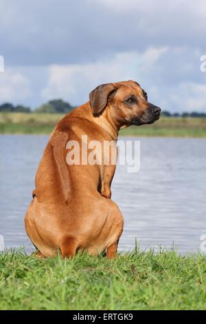 Assis Rhodesian Ridgeback Banque D'Images