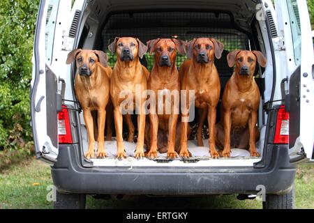 5 Rhodesian Ridgeback Banque D'Images