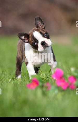 Boston Terrier Puppy Banque D'Images