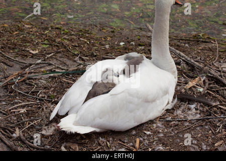 Famille de cygnes fermer la cale publique en faisant un nid et élever leur cygnets sur les rives de la Tamise Banque D'Images