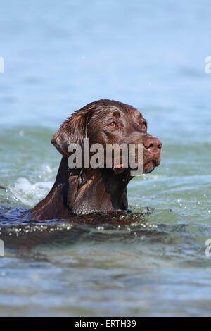 Natation Labrador Retriever Banque D'Images