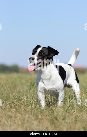 Jack Russell Terrier Banque D'Images