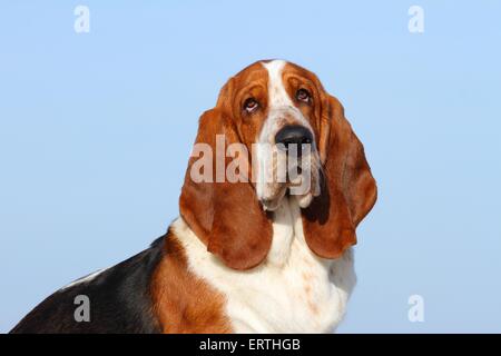 Basset Hound Portrait Banque D'Images