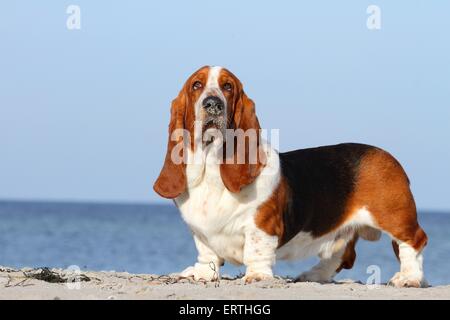 Basset Hound permanent Banque D'Images