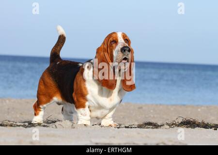 Basset Hound permanent Banque D'Images