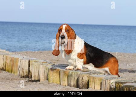 Basset Hound permanent Banque D'Images