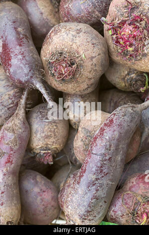 Racine de betterave sur un marché (Beta vulgaris ssp. vulgaris var. conditiva) Banque D'Images