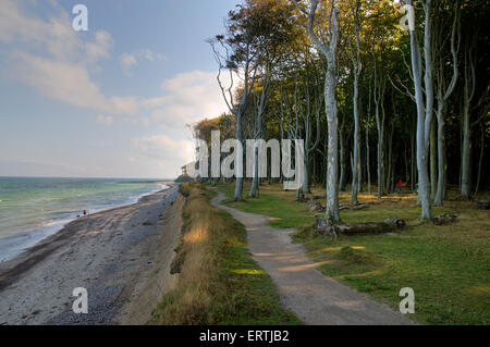 Forêt de hêtres, l'esprit bois, bois fantôme, à la mer baltique à Rostock, Mecklembourg-Poméranie-Occidentale, Allemagne, Europe Banque D'Images