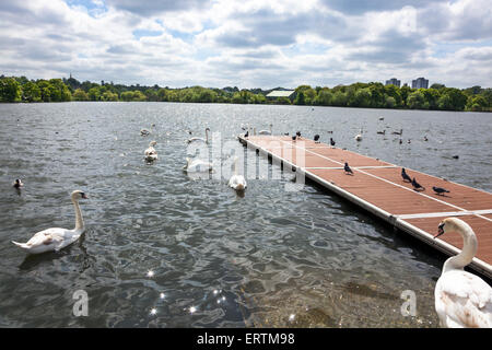 Les oiseaux, les canards et les cygnes sur un étang à Wimbledon Park, Londres, Angleterre Banque D'Images