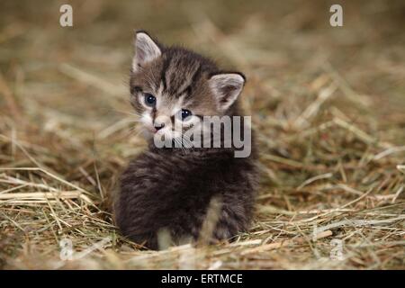 chaton Banque D'Images