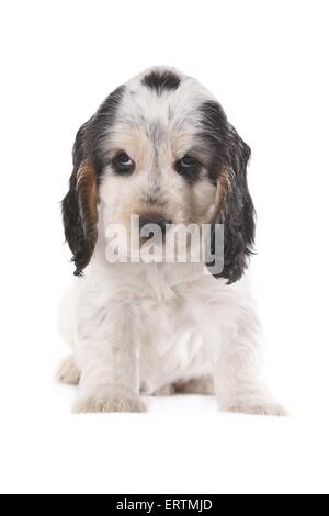 Chiot Cocker assis Banque D'Images