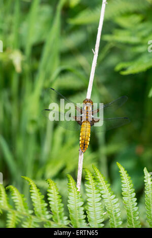 À corps large chaser dragonfly (Libellula depressa). Femelle adulte Banque D'Images