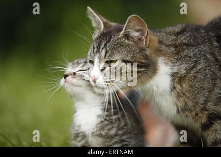 chats domestiques Banque D'Images