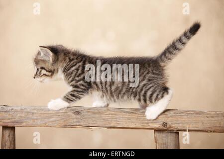 chaton Banque D'Images