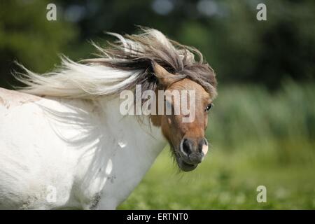 Mini poney Shetland Portrait Banque D'Images