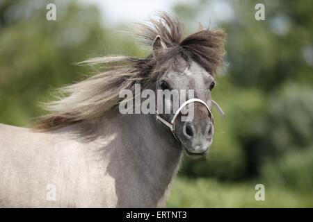 Mini poney Shetland Portrait Banque D'Images