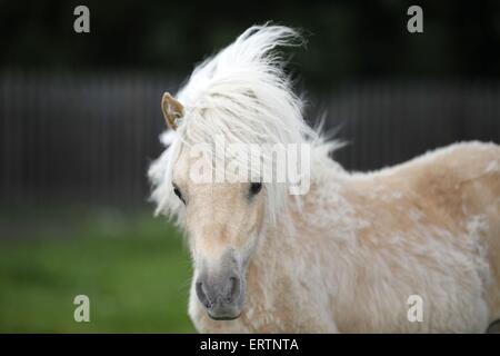 Mini poney Shetland Portrait Banque D'Images