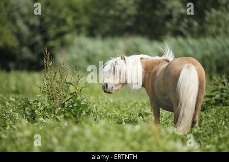 Mini poney Shetland Banque D'Images