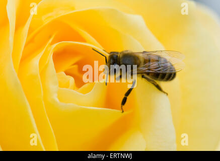 Une abeille, Apis mellifera, sur une rose jaune fleurs 'Arthur Bell' lors d'une fraîche journée d'été Banque D'Images