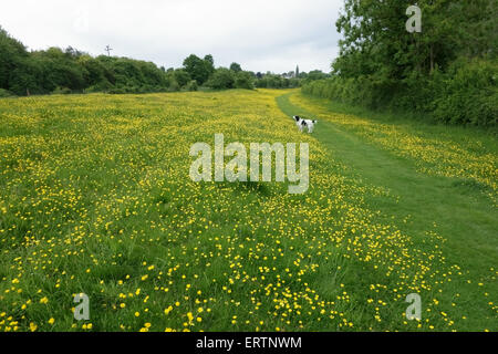 Domaine renoncules, Ranunculus acris, la floraison sur les terres communes entre la ligne de chemin de fer et le canal sur Hungerford, commune peut Banque D'Images