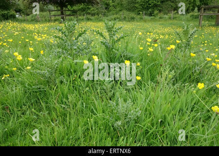 Domaine renoncules, marguerites floraison dans les herbages avec de jeunes chardons rampante sur Hungerford, commune peut Banque D'Images
