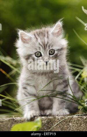 Chaton des forêts norvégiennes Banque D'Images