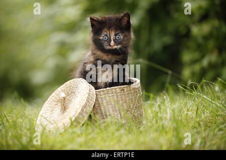 Chaton des forêts norvégiennes Banque D'Images