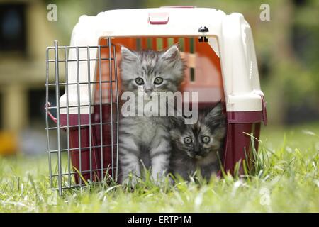 Chatons des forêts norvégiennes Banque D'Images