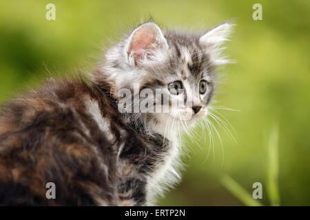 Chaton des forêts norvégiennes Banque D'Images