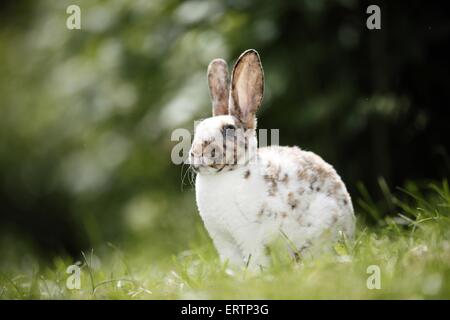 lapin Banque D'Images