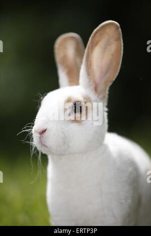 lapin Banque D'Images