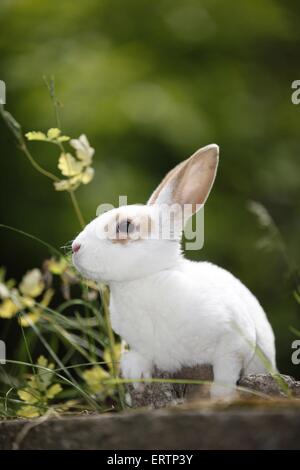 lapin Banque D'Images