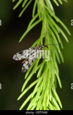 Scorpionfly (Panorpa communis commun) est une espèce de scorpionfly originaire d'Europe de l'Ouest. Banque D'Images